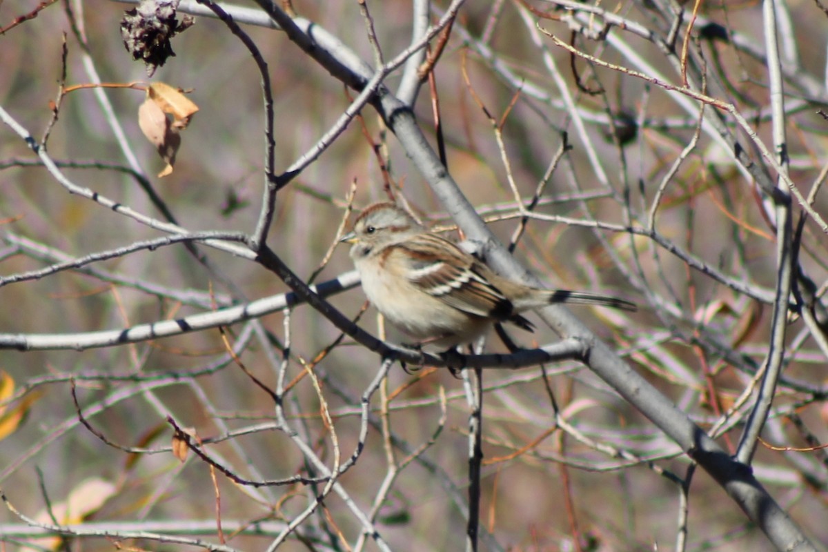 American Tree Sparrow - ML625241818