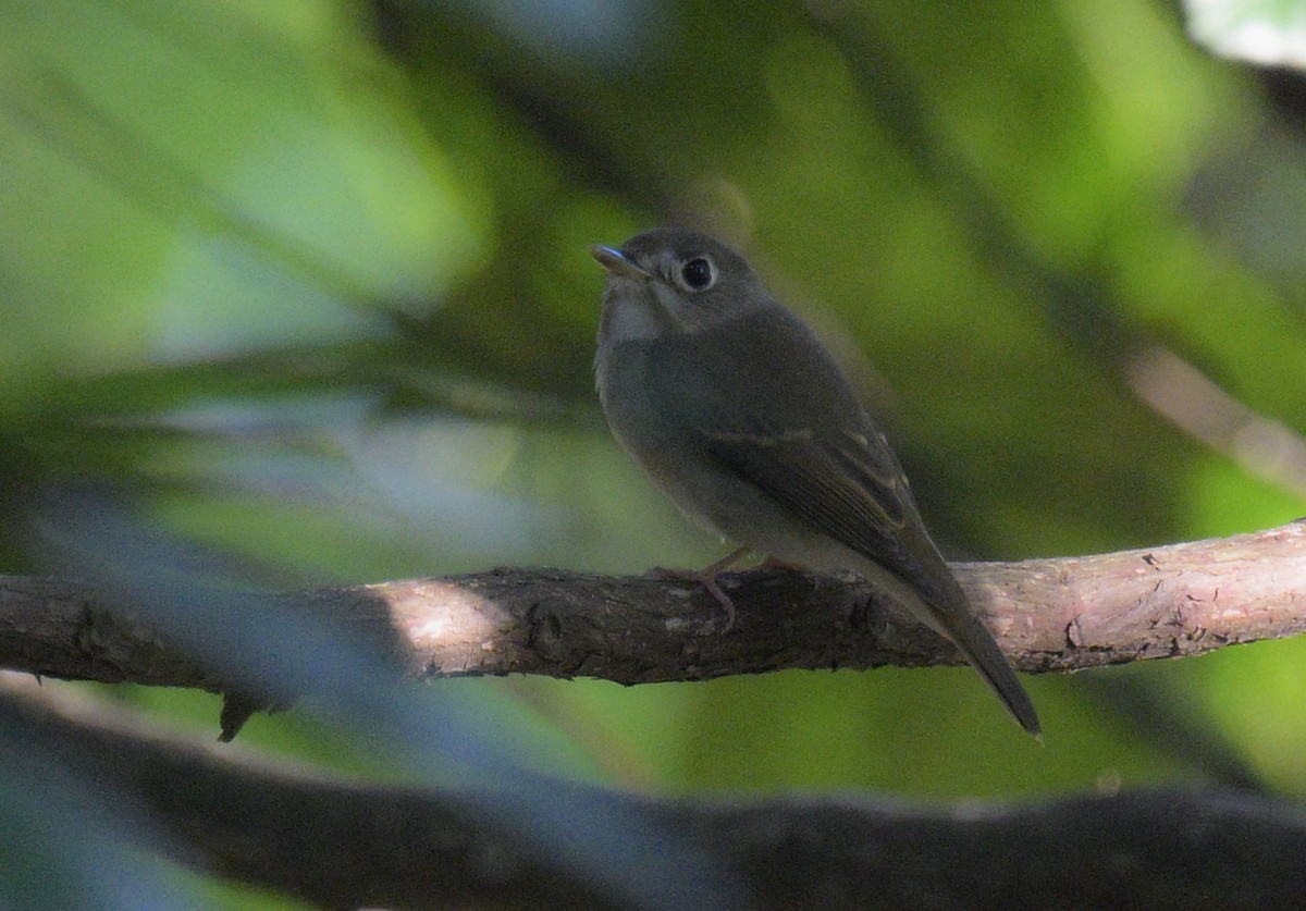 Brown-breasted Flycatcher - ML625241837