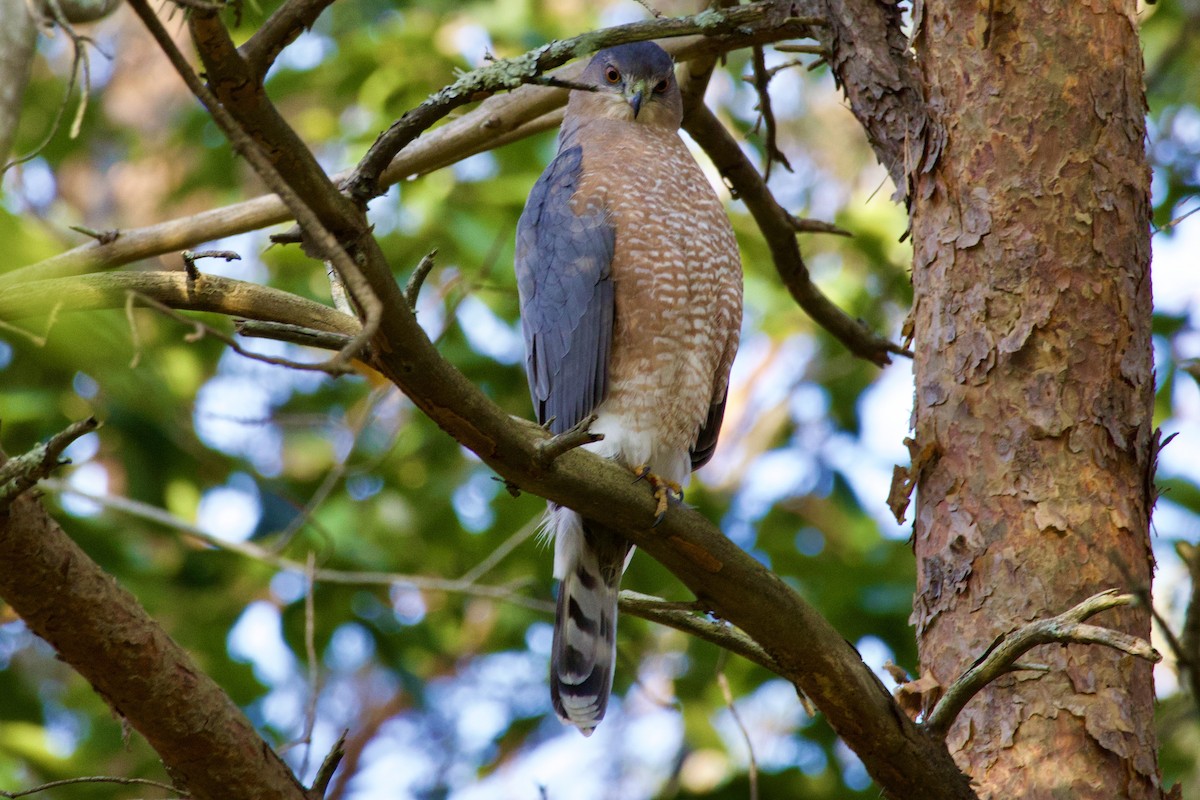 Cooper's Hawk - ML625241879