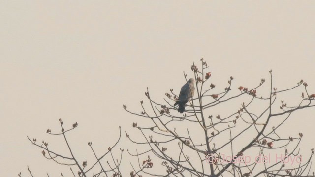 African Harrier-Hawk - ML625241901