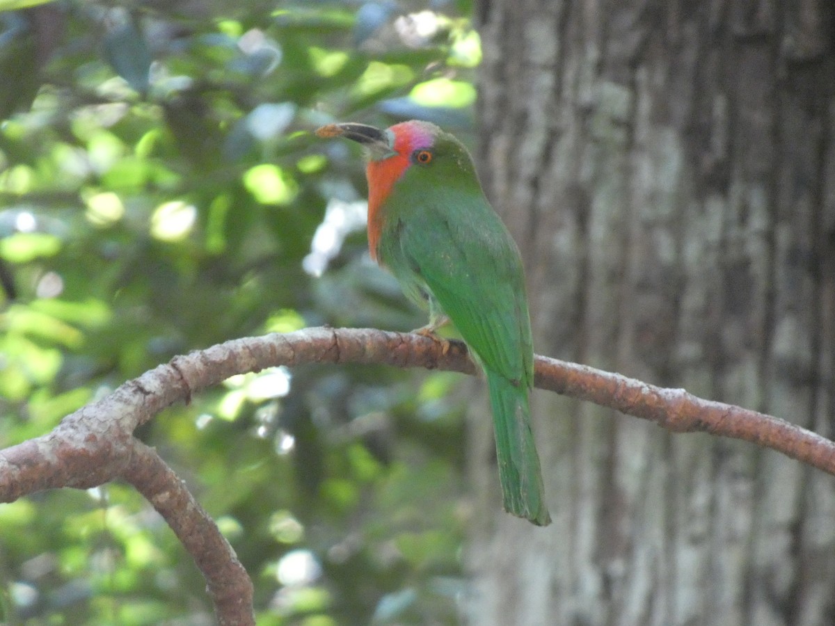 Red-bearded Bee-eater - ML625241950