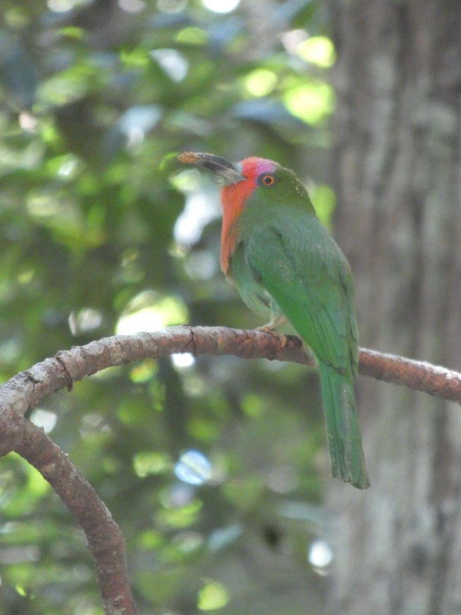 Red-bearded Bee-eater - ML625241952