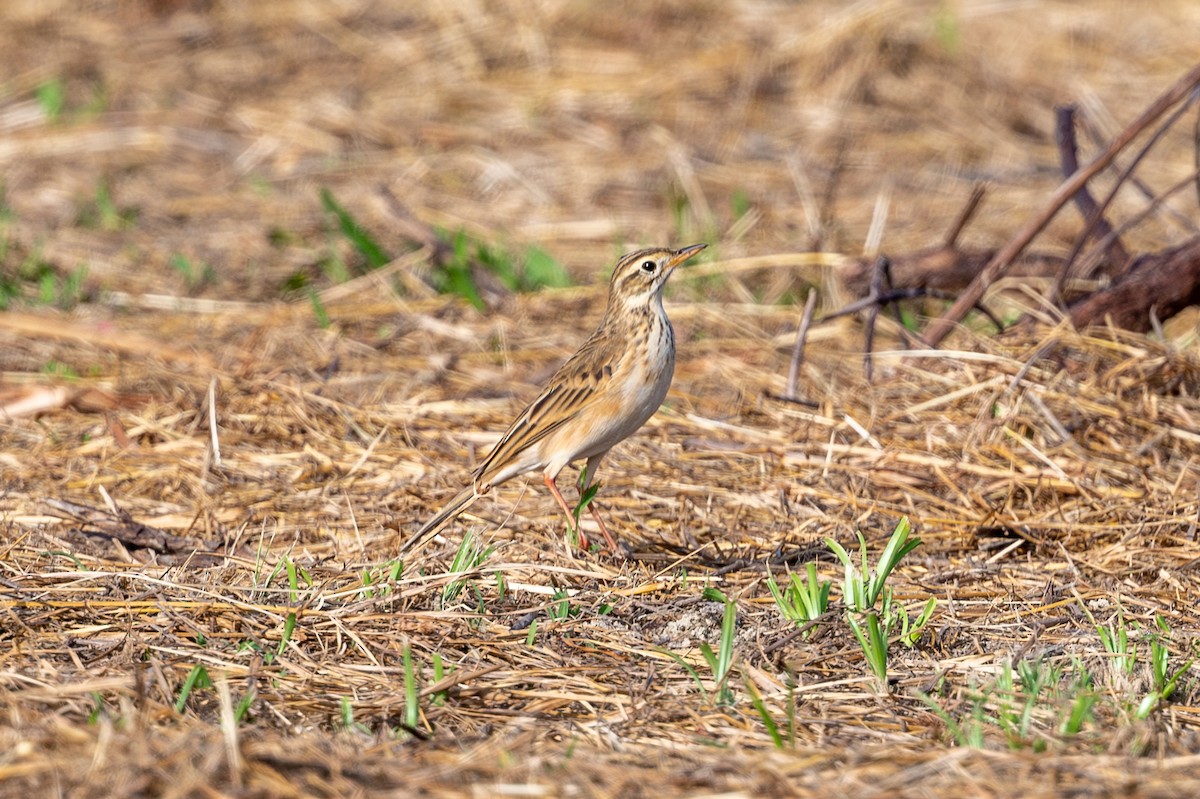 Richard's Pipit - ML625241969