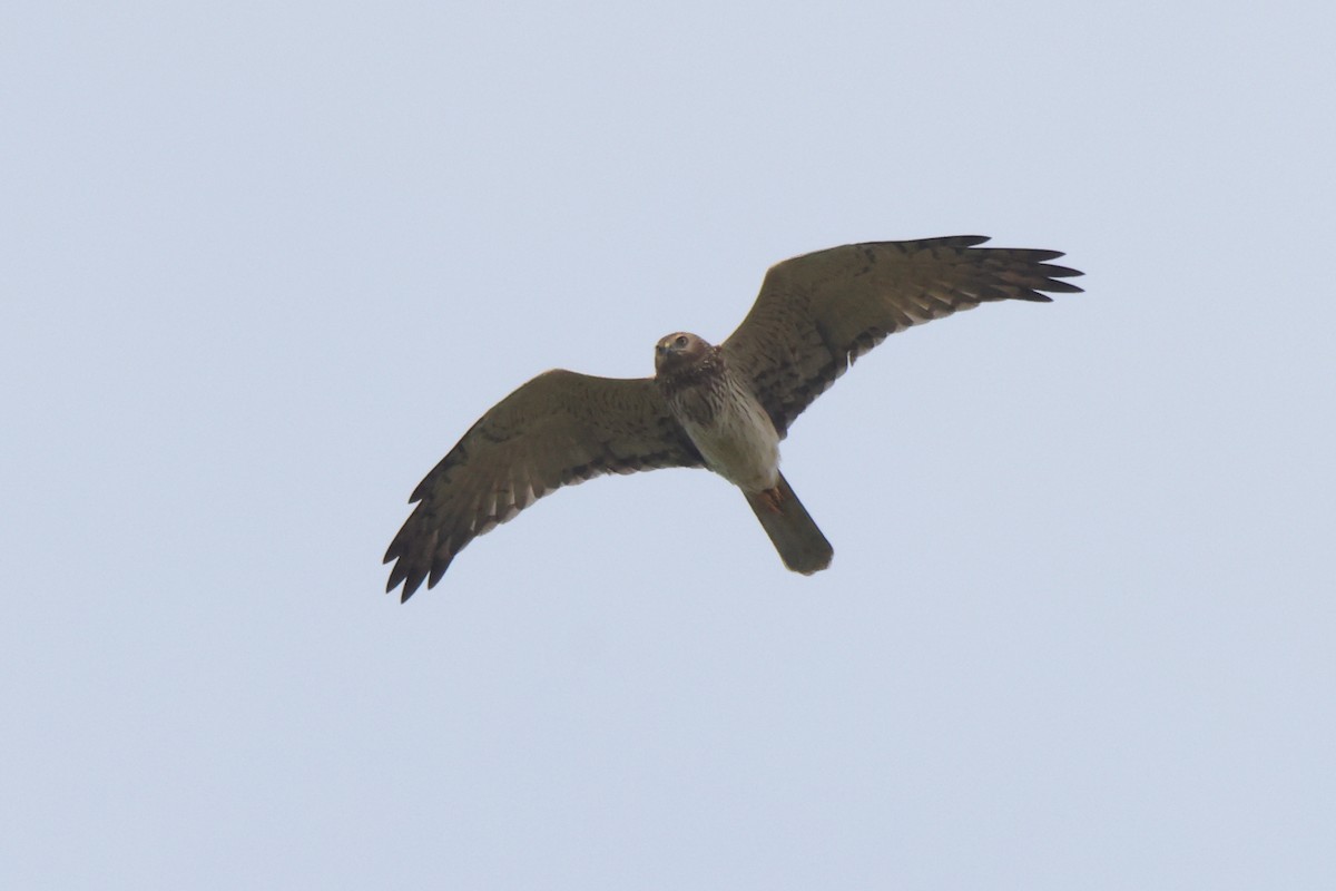 Pied Harrier - ML625241984