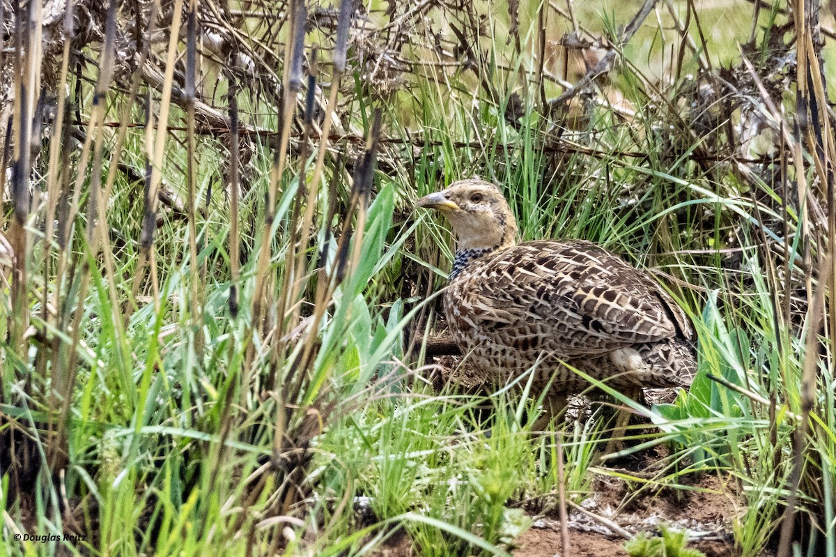 Red-winged Francolin - ML625241997