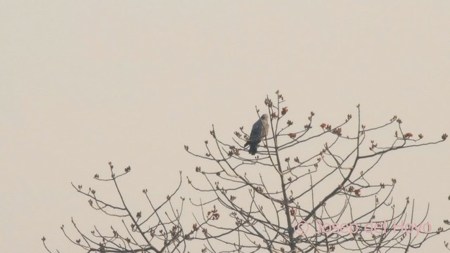 White-crested Helmetshrike (Long-crested) - ML625242066