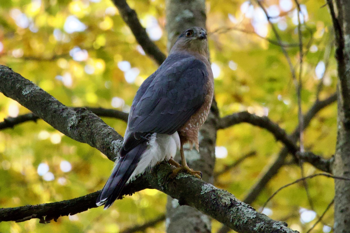 Cooper's Hawk - ML625242072