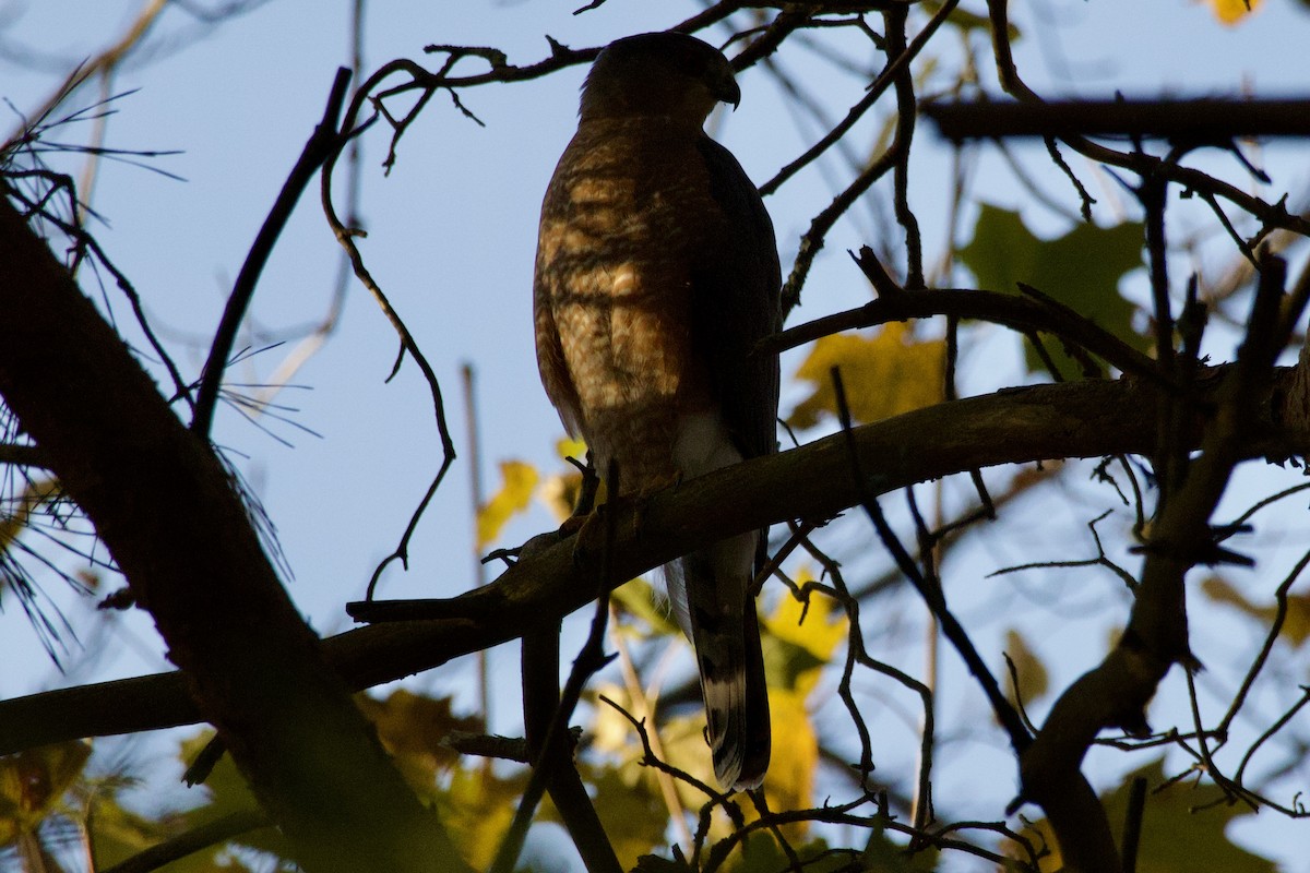 Cooper's Hawk - ML625242078