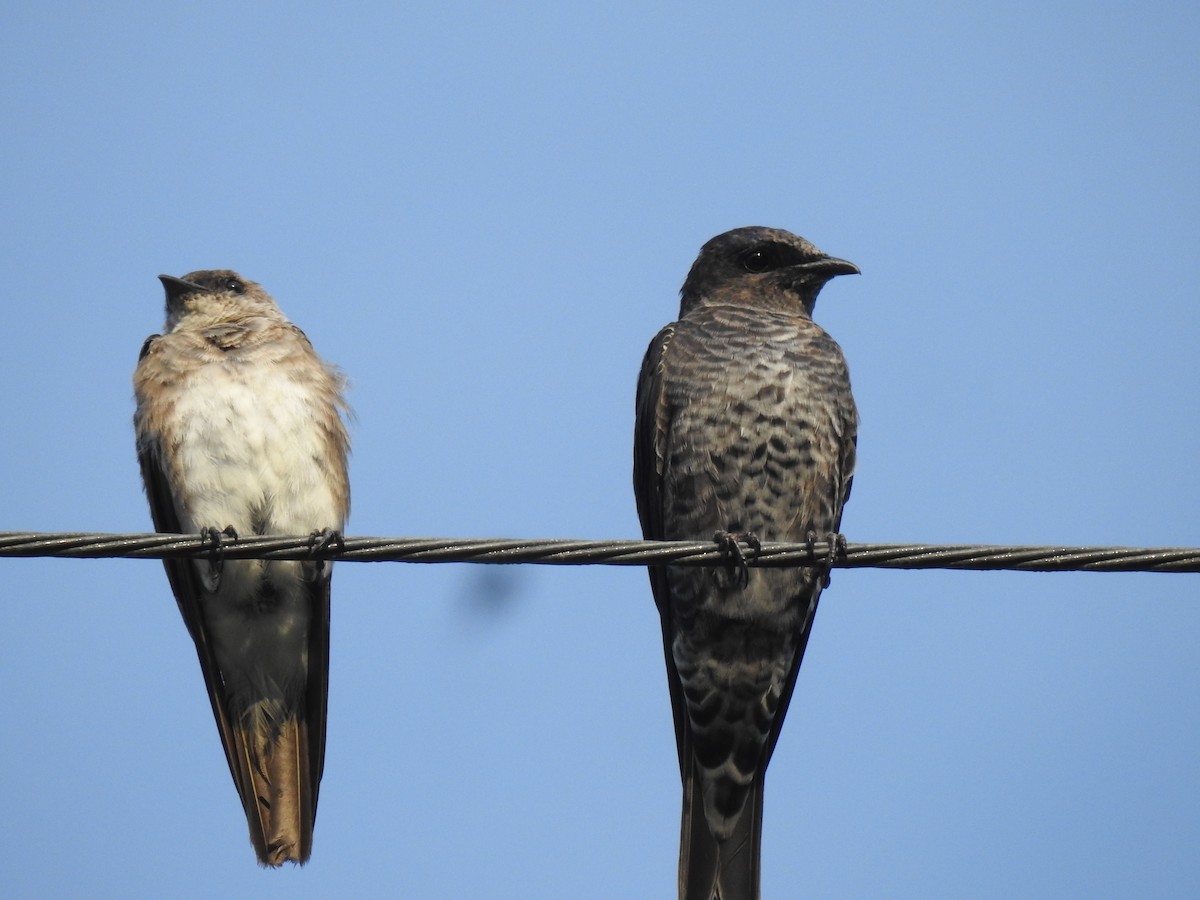 Purple Martin - ML625242093