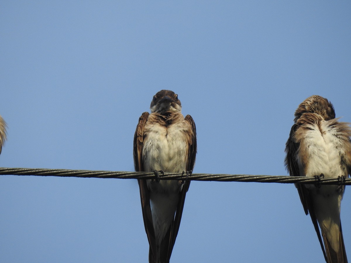 Purple Martin - ML625242094