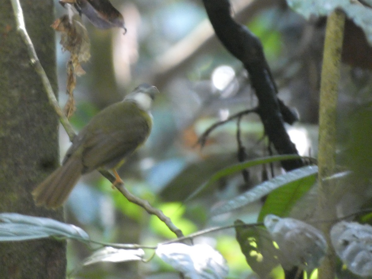 Yellow-bellied Bulbul - ML625242175