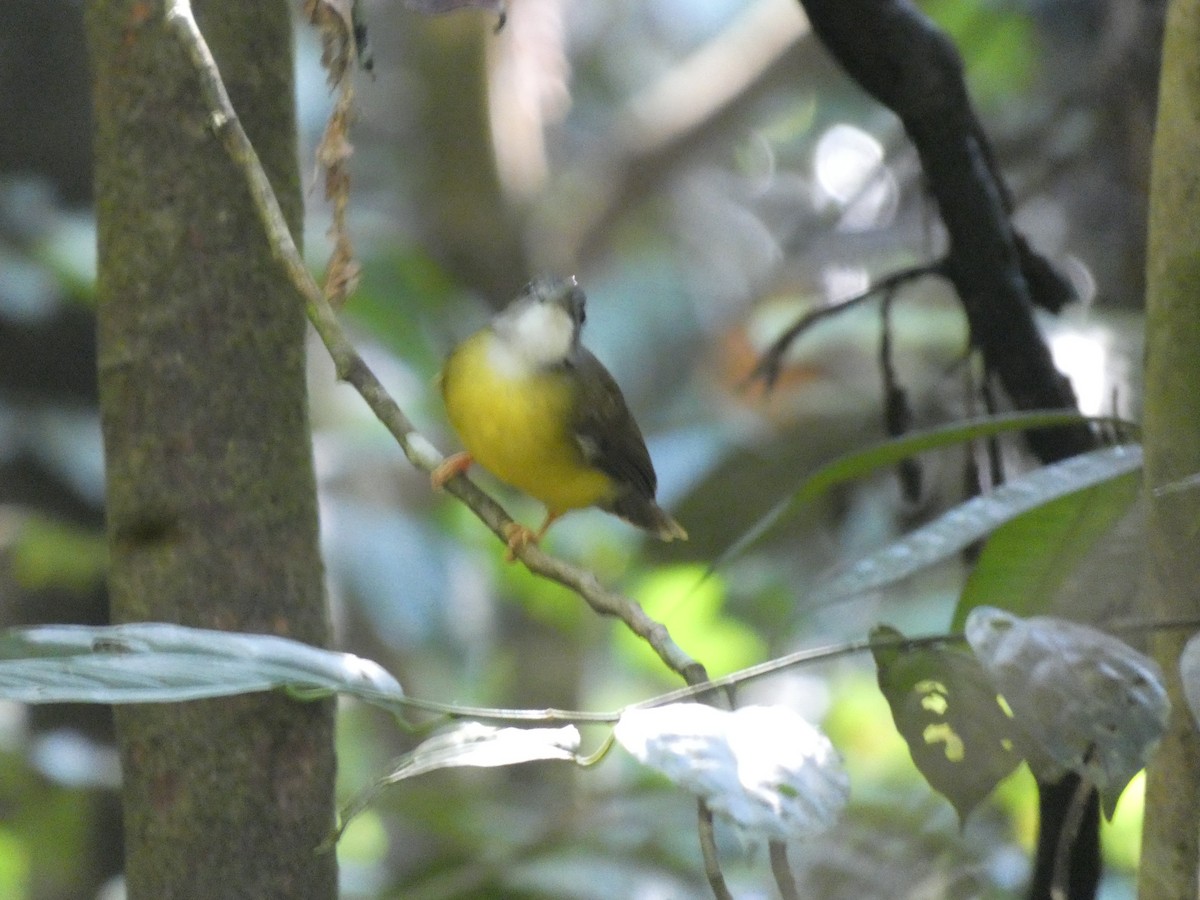 Yellow-bellied Bulbul - ML625242176