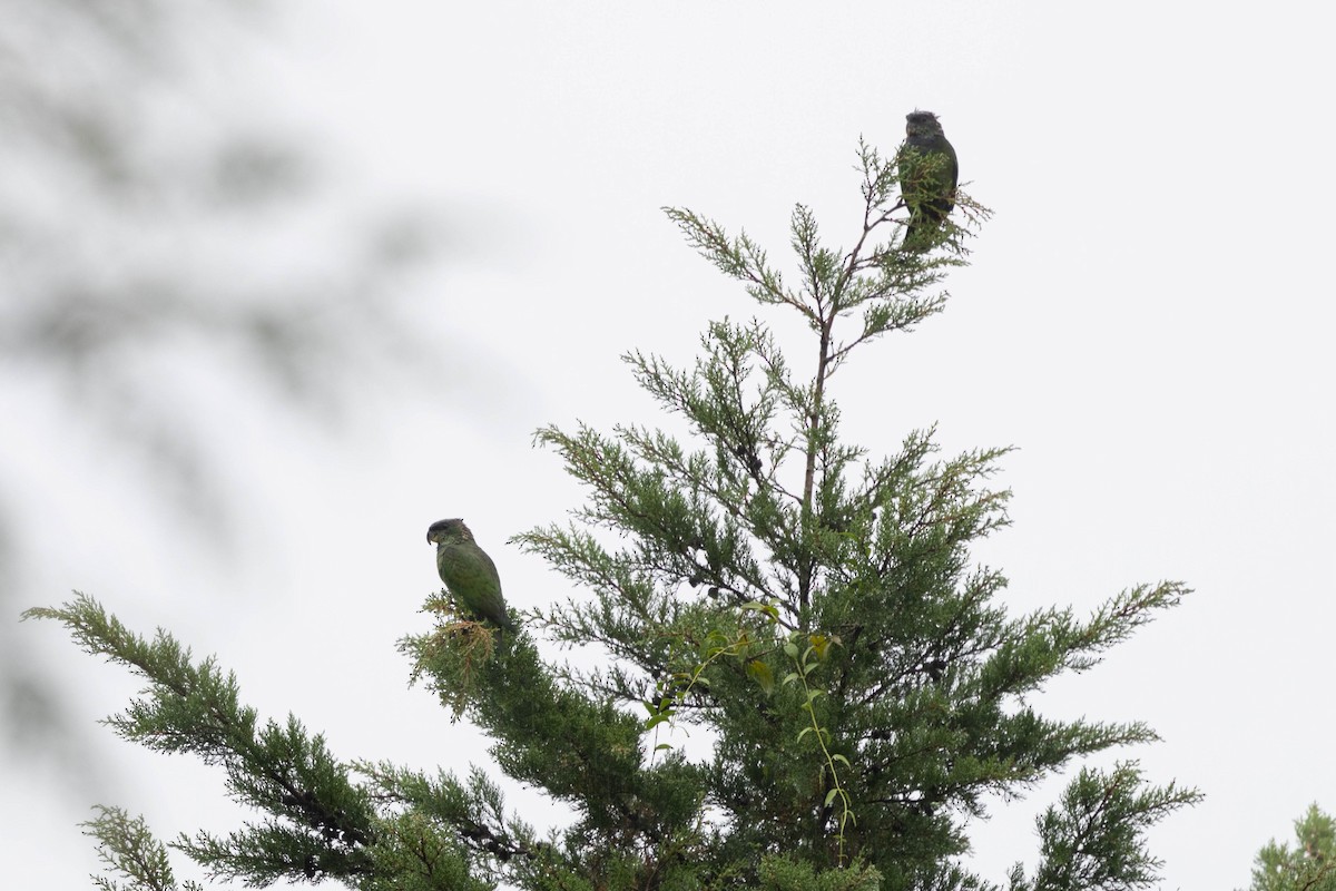 Scaly-headed Parrot - ML625242204