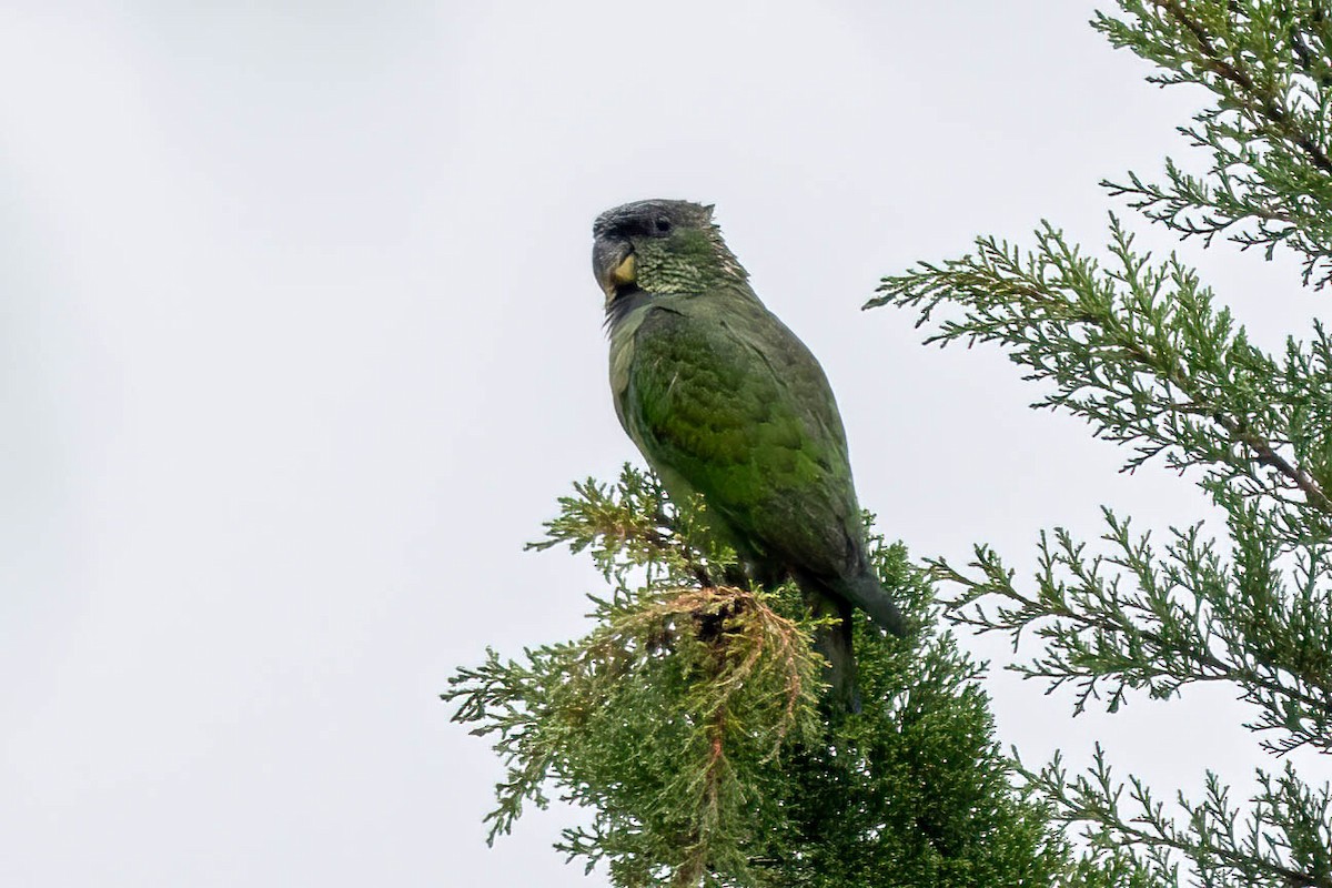 Scaly-headed Parrot - Samanvitha Rao