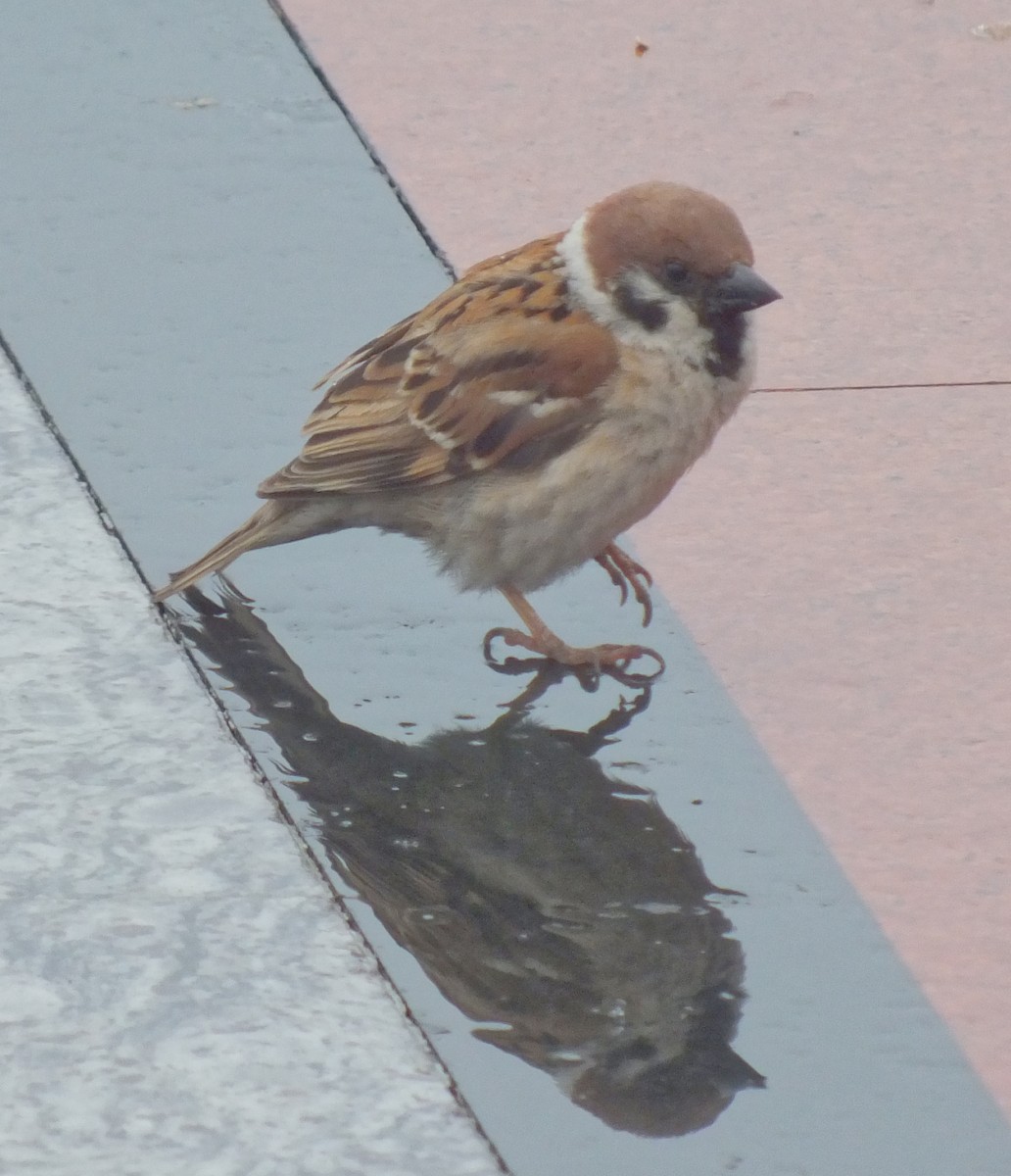 Russet Sparrow - Pankaj Inamdar