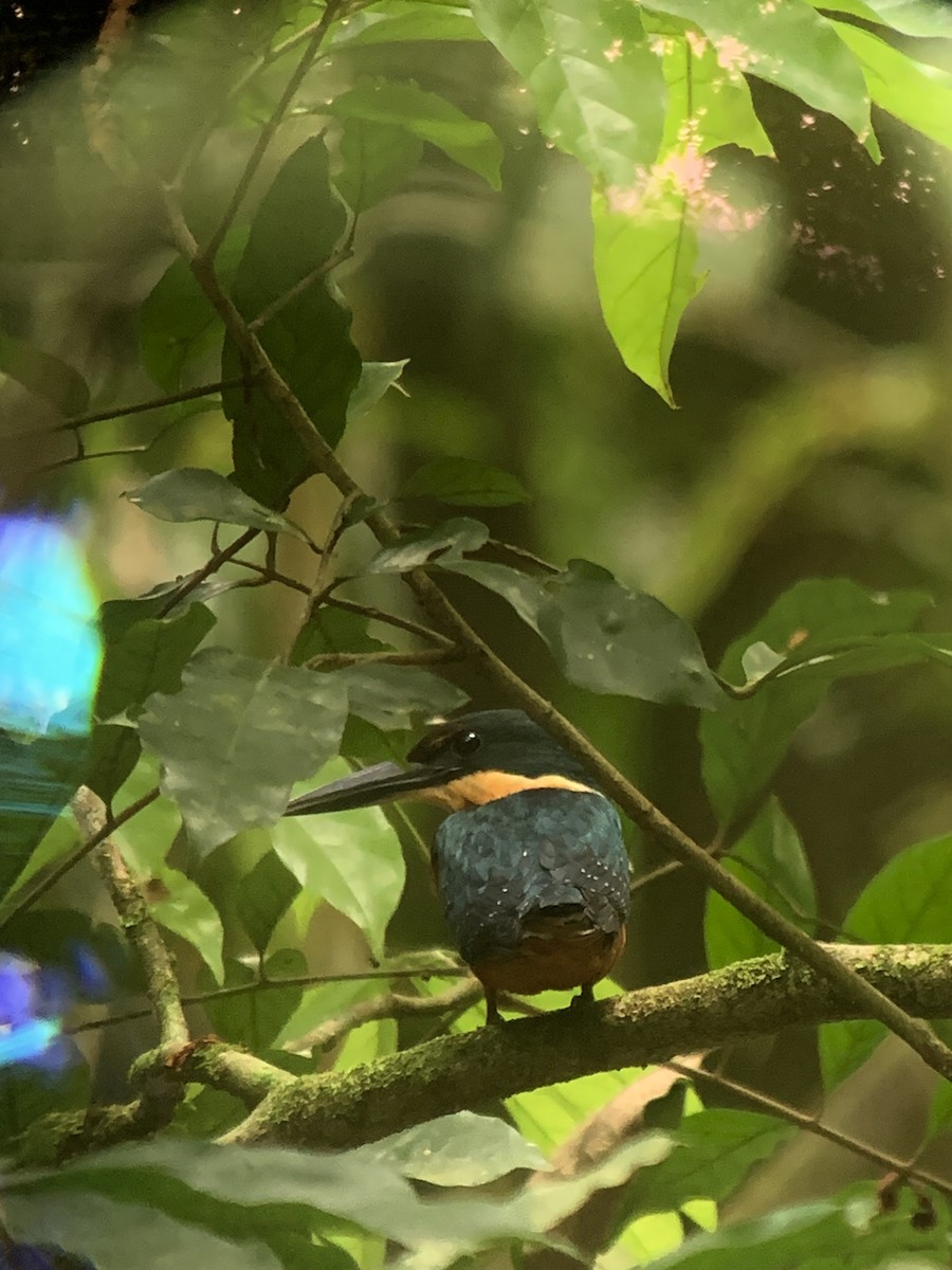 Green-and-rufous Kingfisher - Aneth Pérez