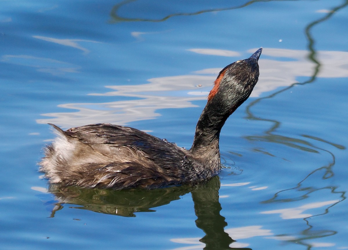 Australasian Grebe - ML625242588