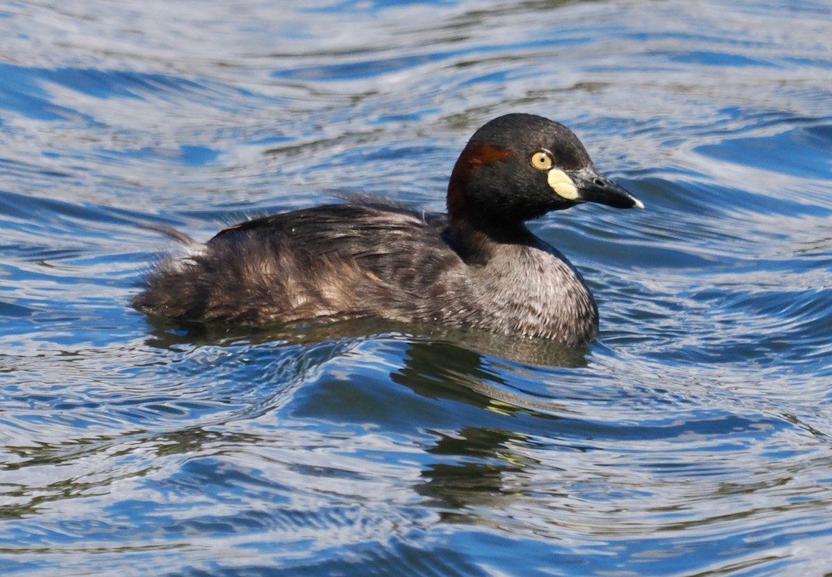 Australasian Grebe - ML625242589