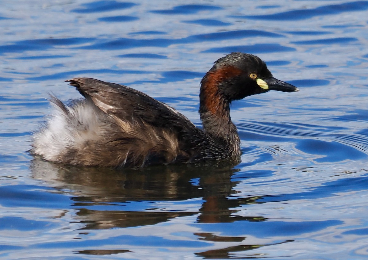 Australasian Grebe - ML625242593