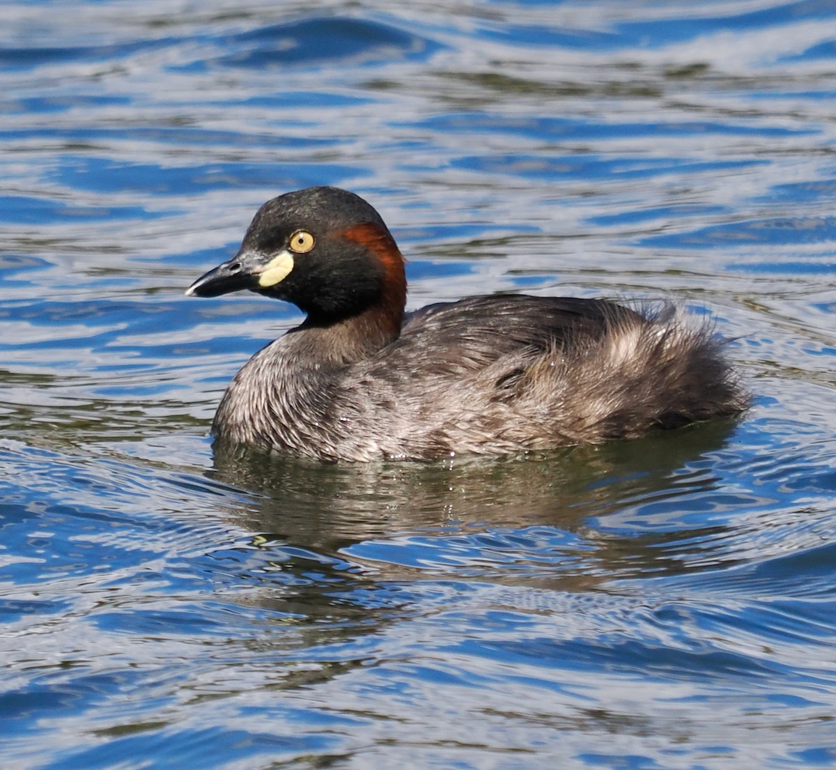 Australasian Grebe - ML625242594