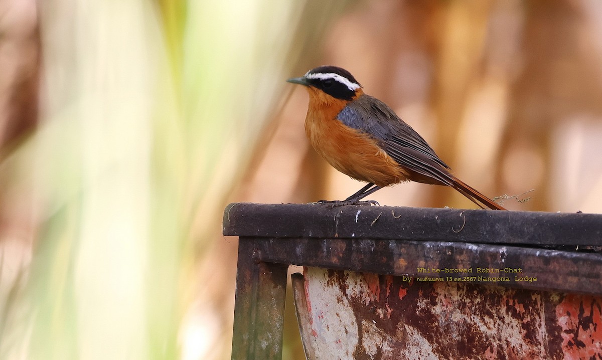 White-browed Robin-Chat - Argrit Boonsanguan