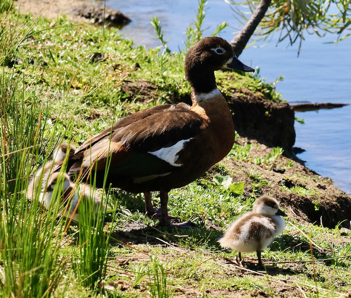 Australian Shelduck - ML625242623