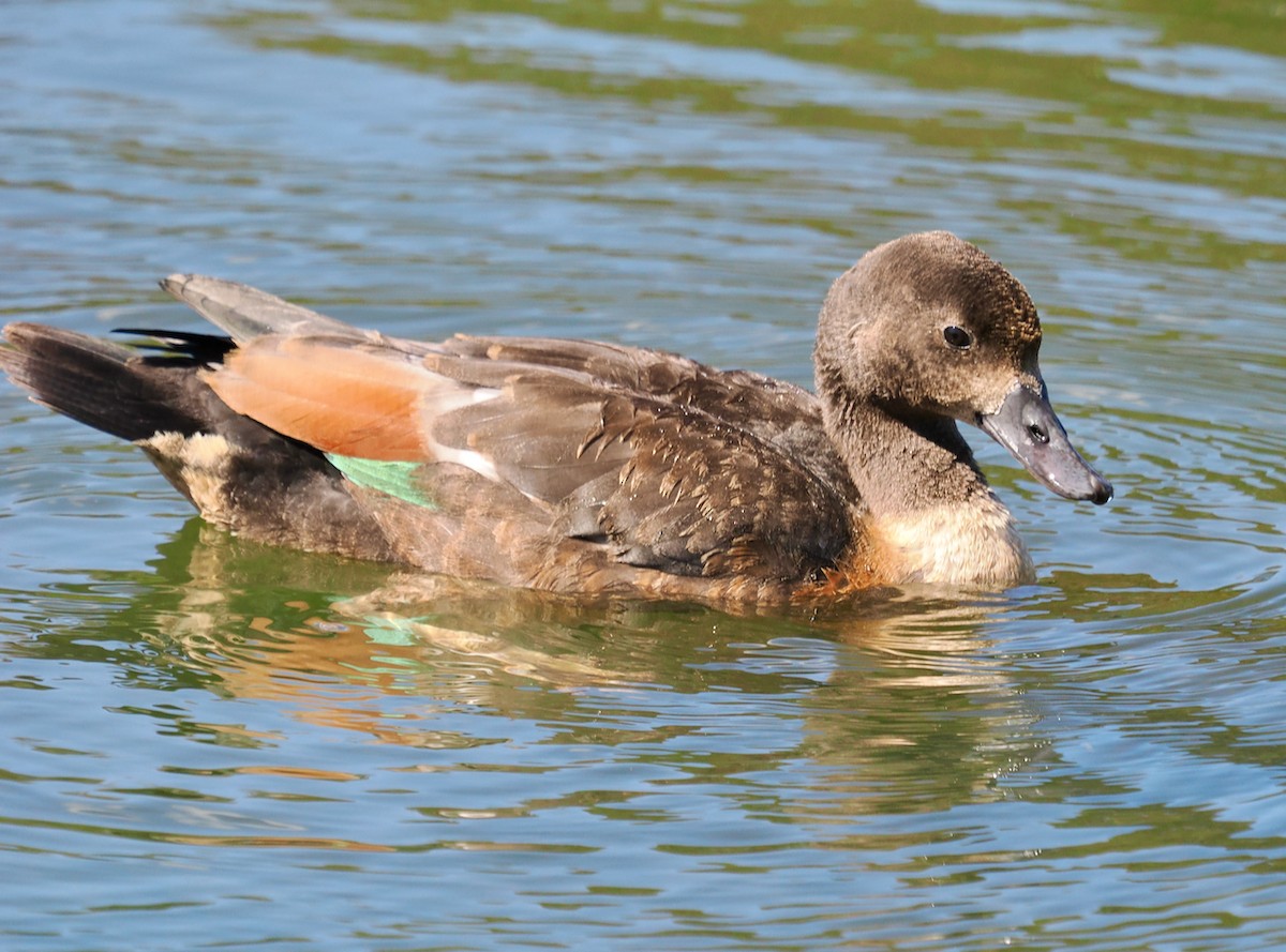 Australian Shelduck - ML625242624