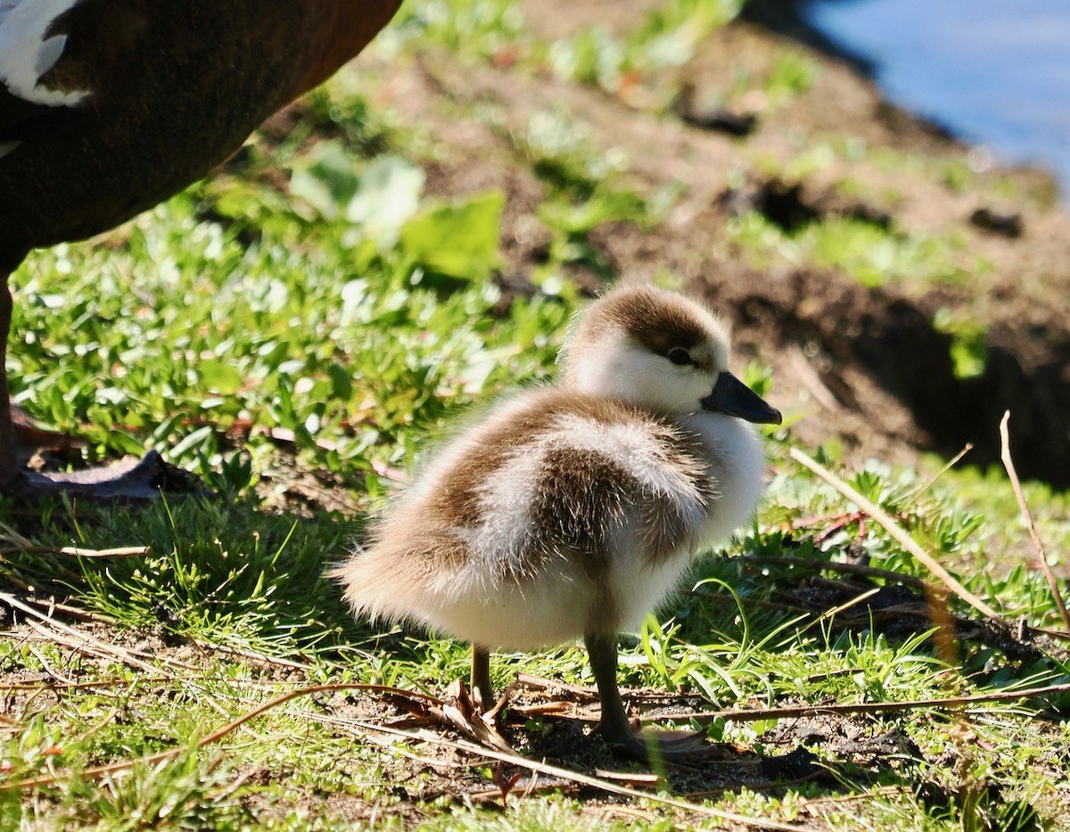 Australian Shelduck - ML625242625