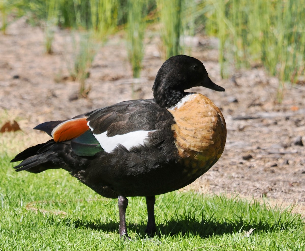 Australian Shelduck - ML625242626