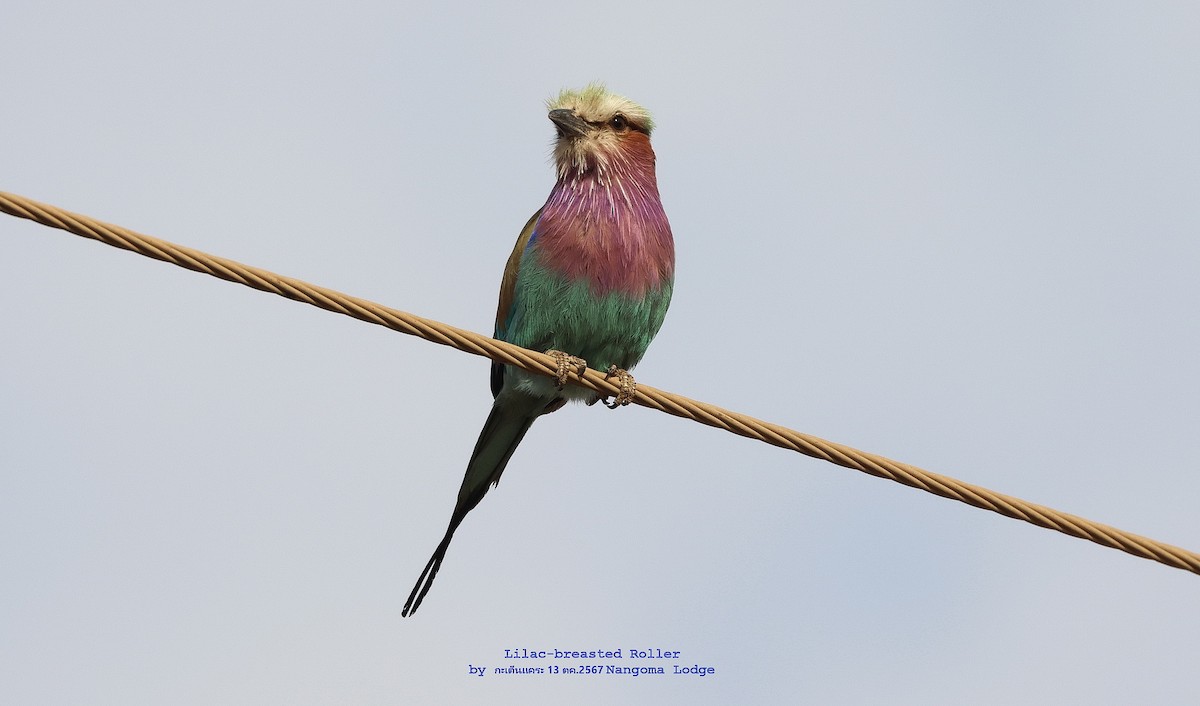 Lilac-breasted Roller - ML625242627