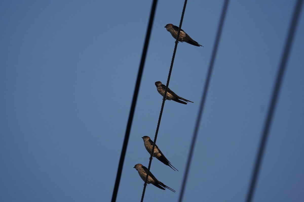 Golondrina Dáurica Oriental (grupo striolata) - ML625242640