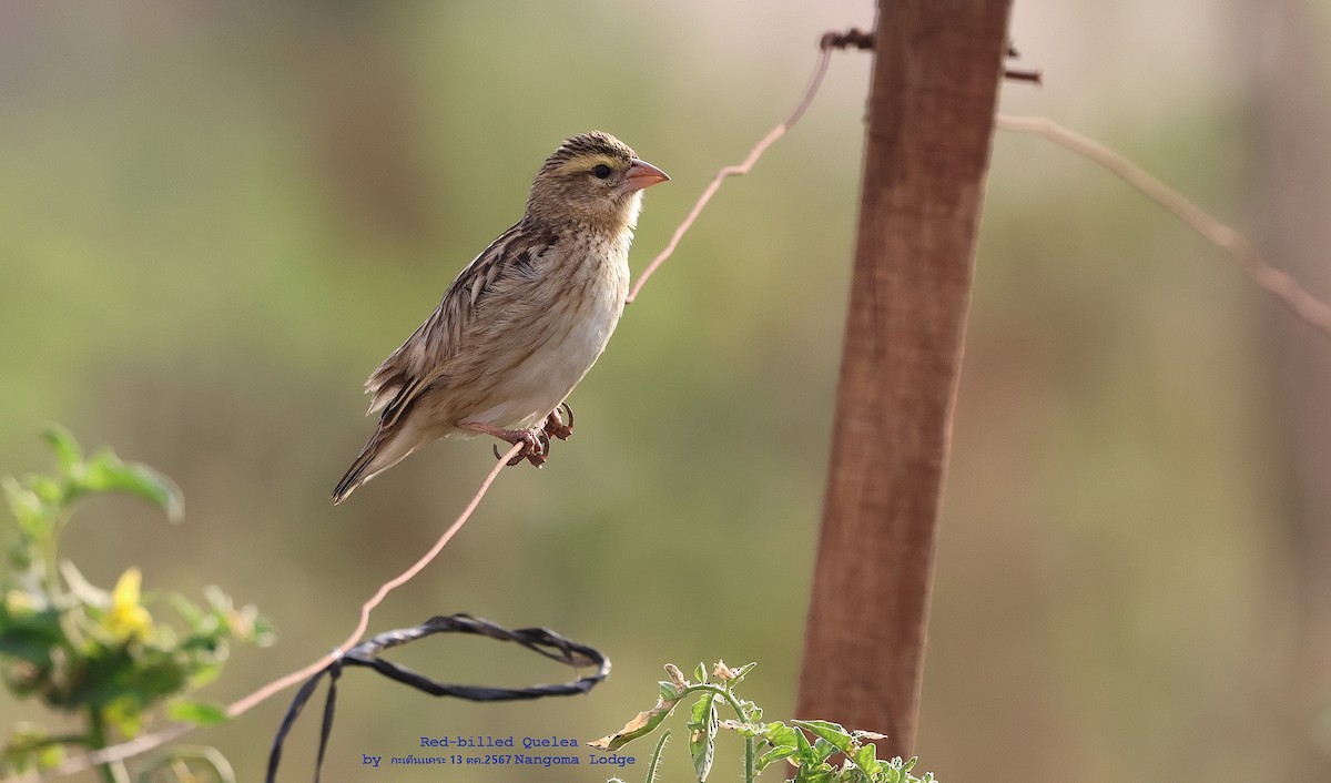 Red-billed Quelea - ML625242659