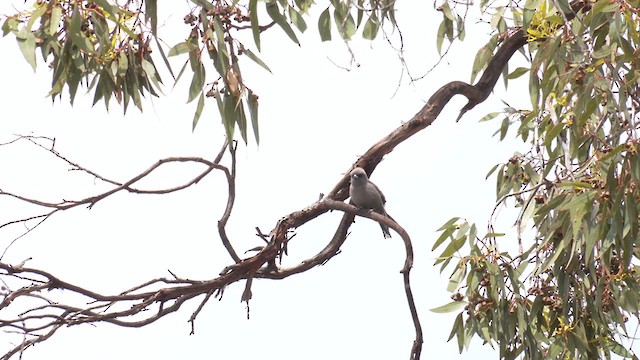 Dusky Woodswallow - ML625242682