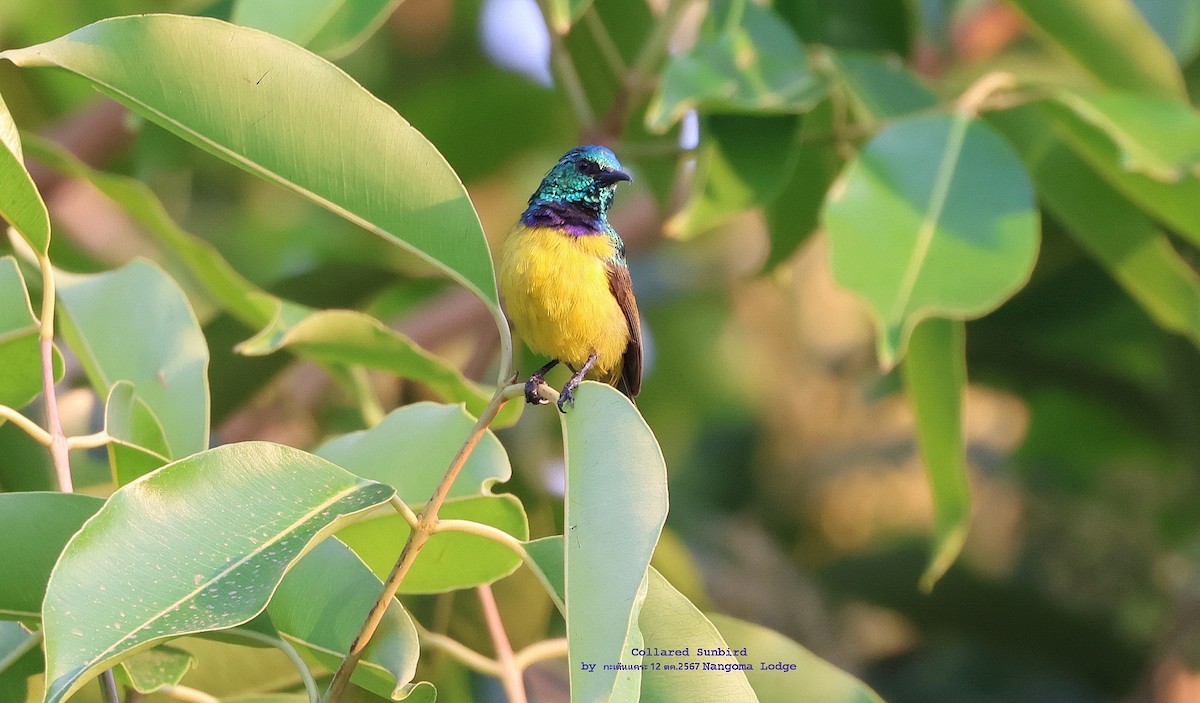 Collared Sunbird - ML625242686