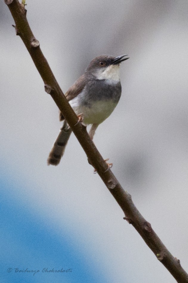 Gray-breasted Prinia - ML625242701