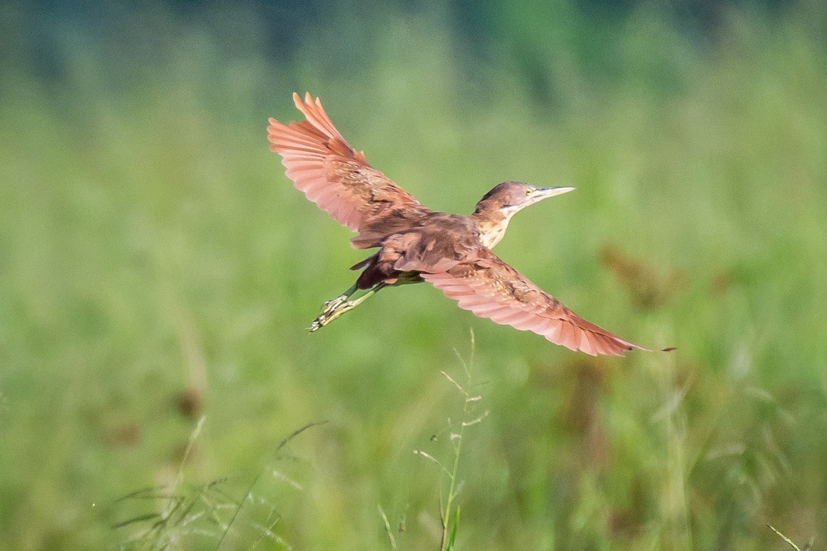 Cinnamon Bittern - ML625242777