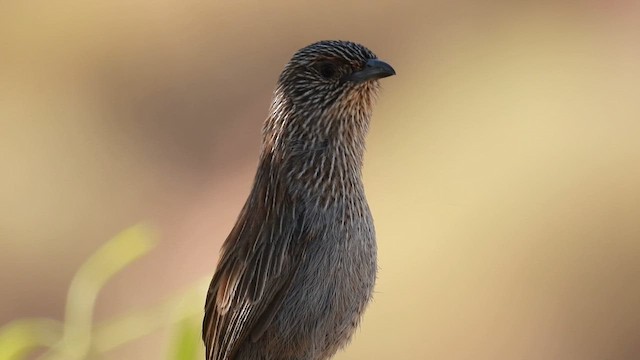 Amytis kalkadoon - ML625242783