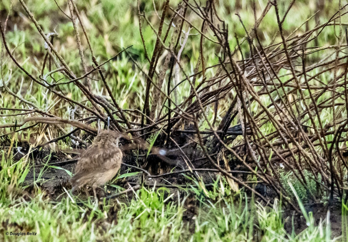 Pink-billed Lark - ML625242943