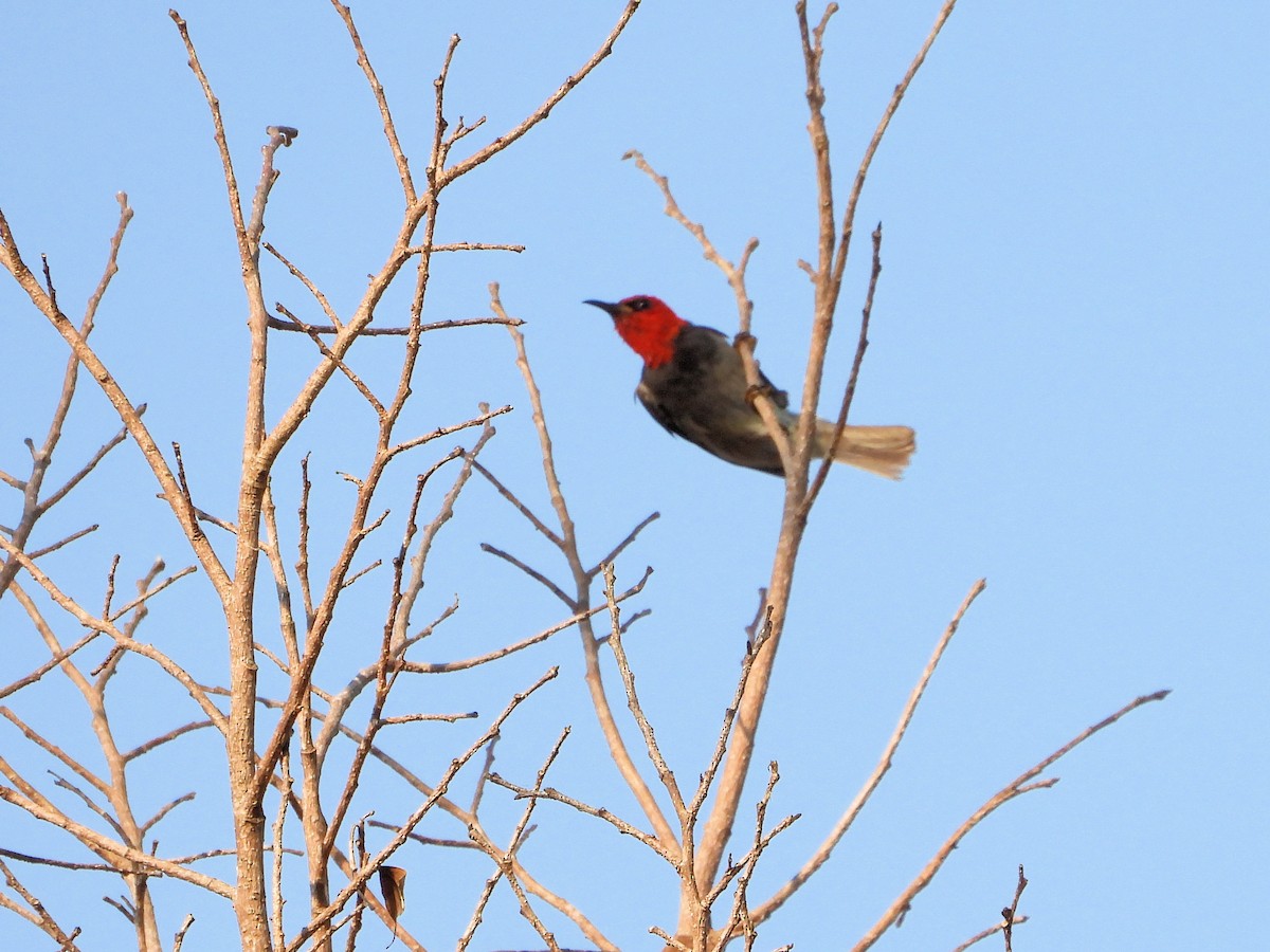 Red-headed Myzomela - ML625242995