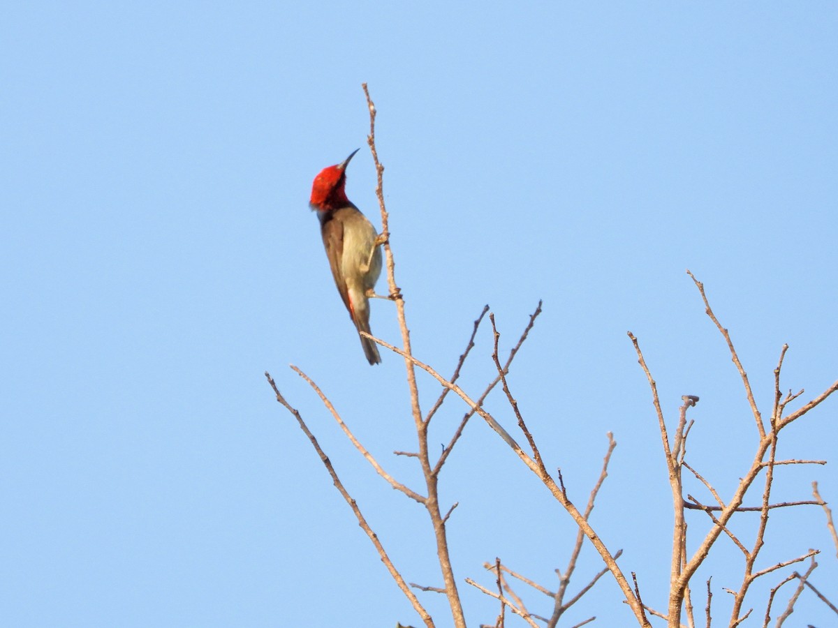 Red-headed Myzomela - ML625242999