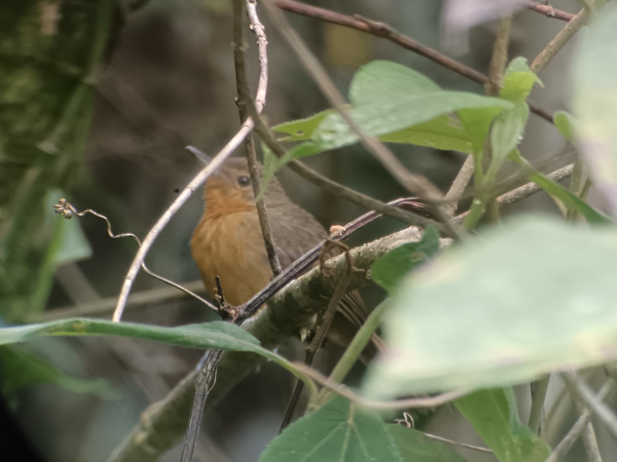 Dusky Antbird - ML625243004