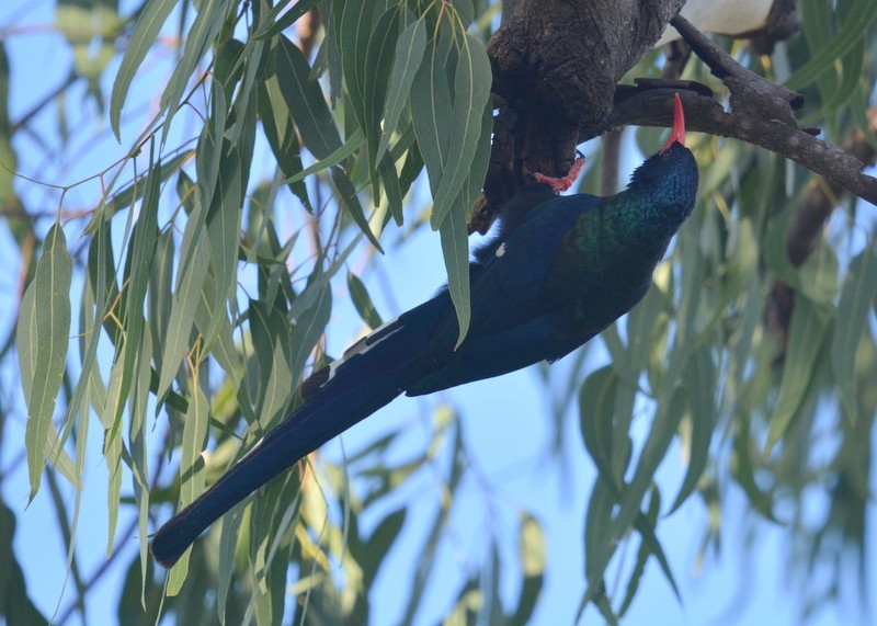 Green Woodhoopoe - Simon Tonge