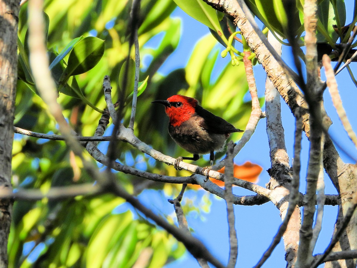 Red-headed Myzomela - ML625243052