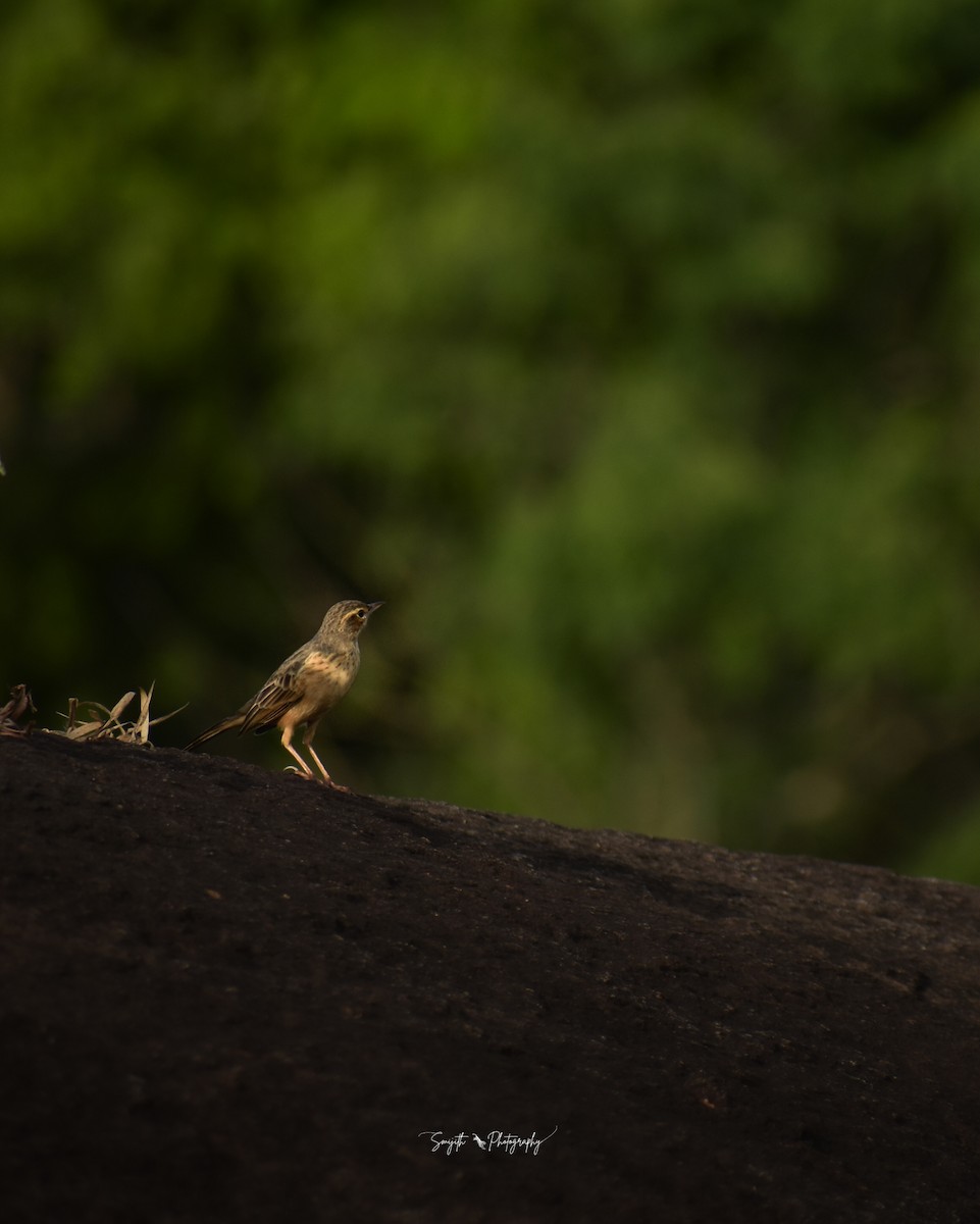 Long-billed Pipit (Indian) - ML625243101