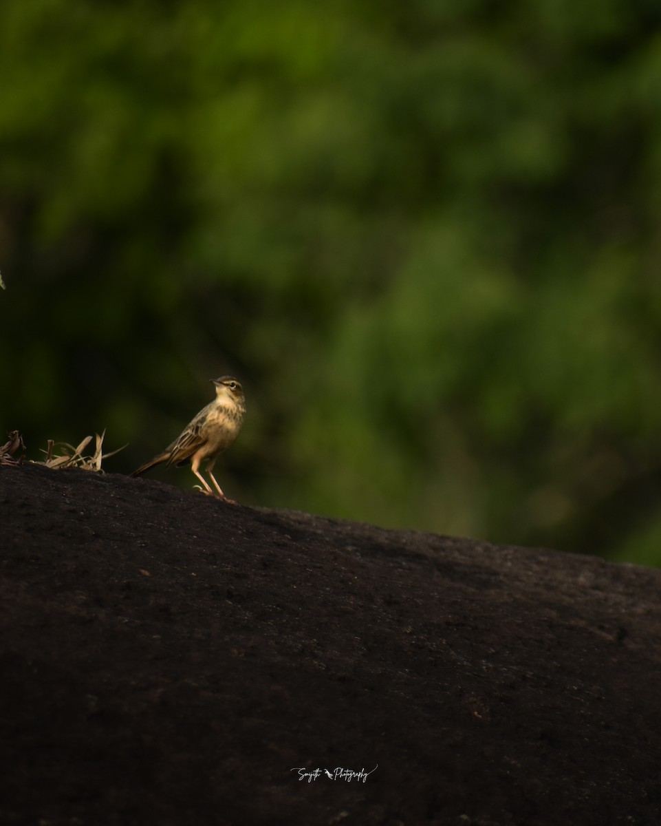 Long-billed Pipit (Indian) - ML625243102