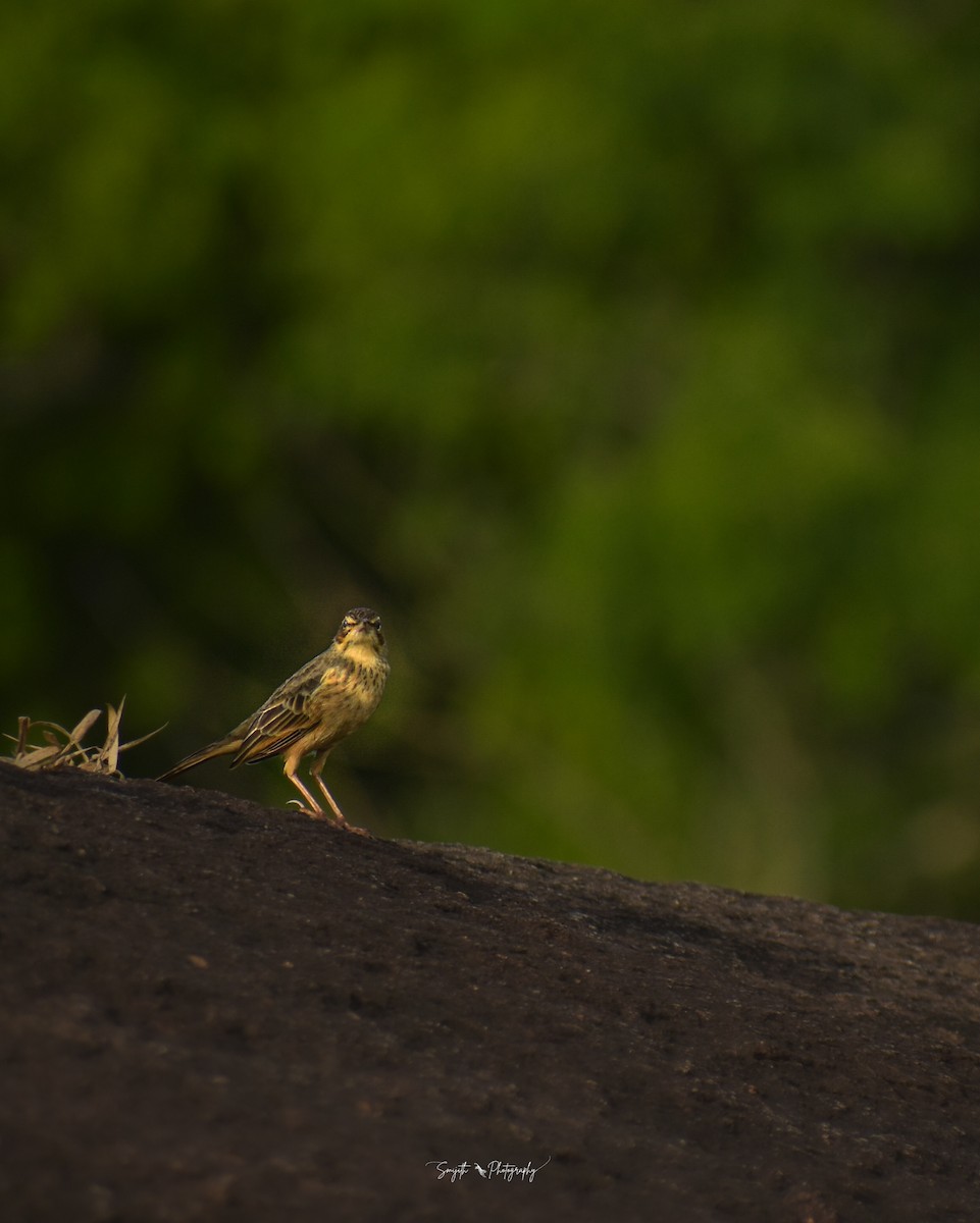 Long-billed Pipit (Indian) - ML625243103