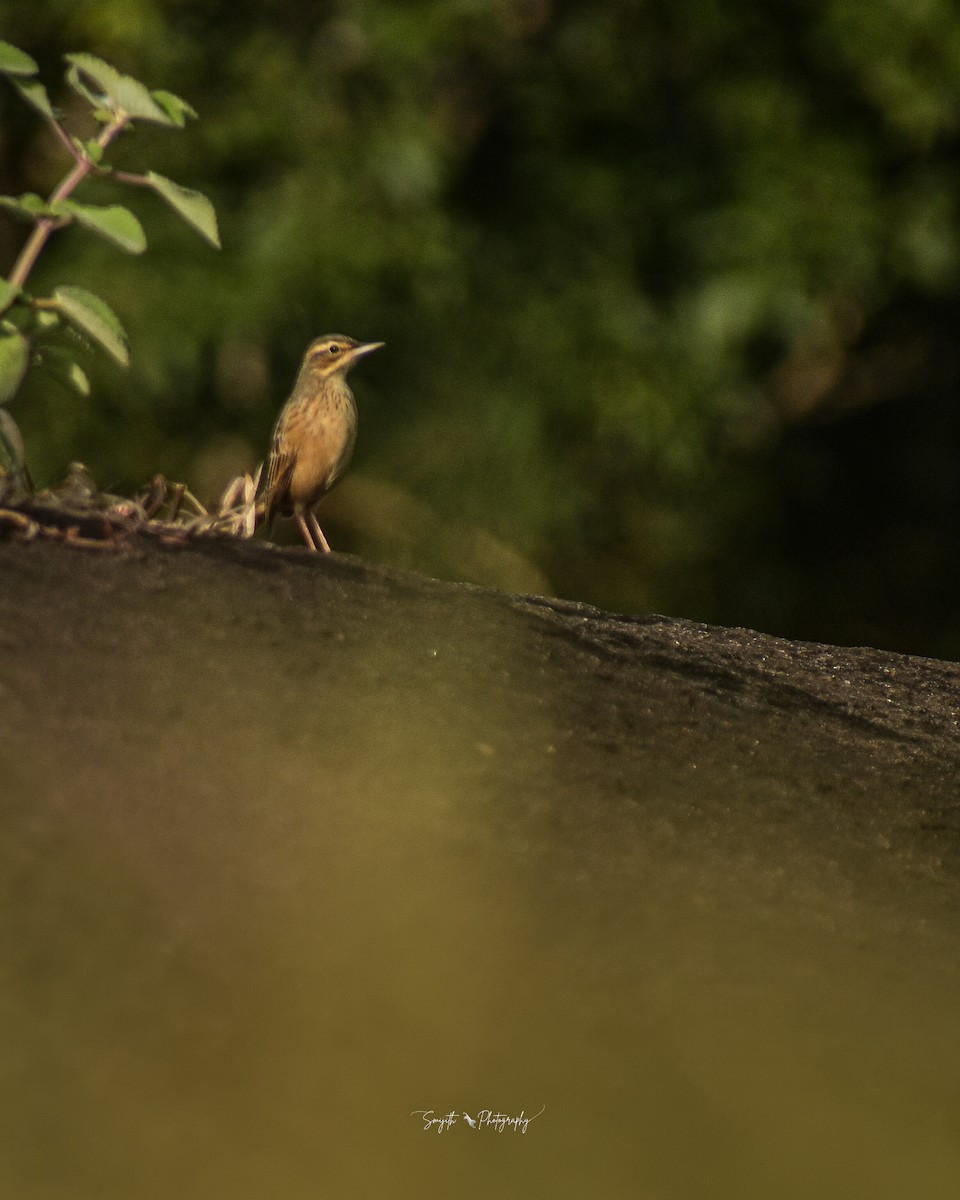 Long-billed Pipit (Indian) - ML625243104