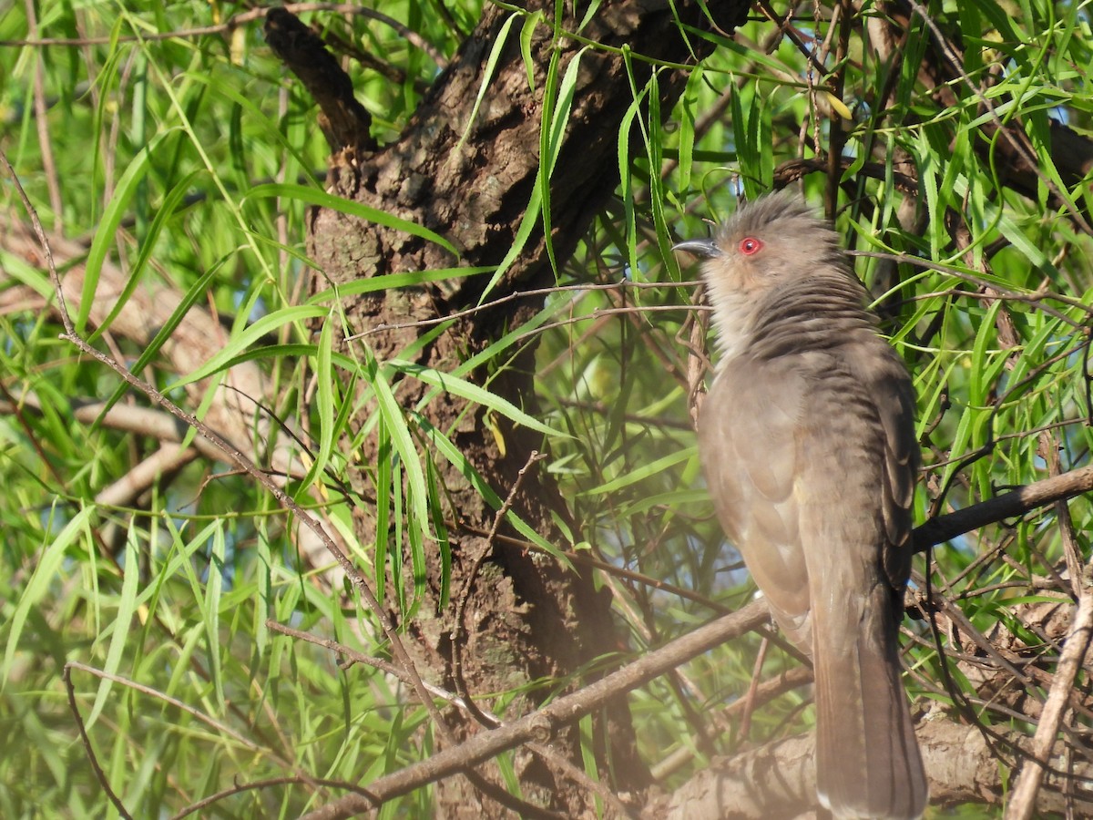 Ash-colored Cuckoo - Oscar Feed Boliolo