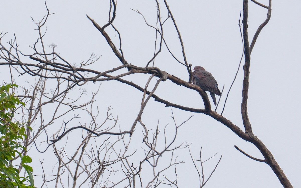 Red-billed Pigeon - ML625243138