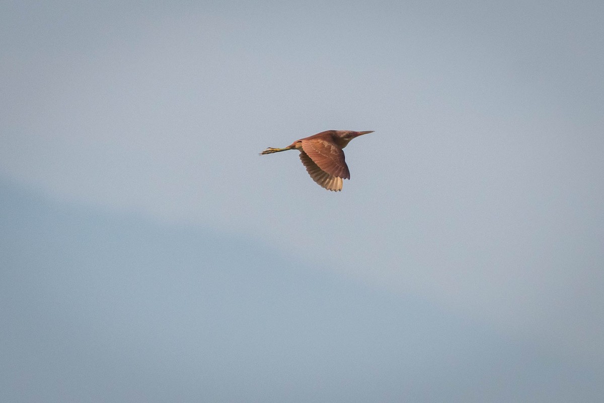 Cinnamon Bittern - ML625243263